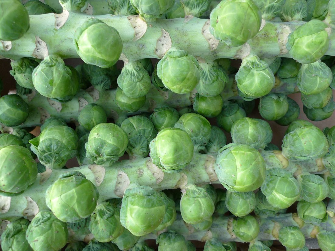A thick upright stem of Brussels sprouts with tight green buds growing in a spiral along its length.