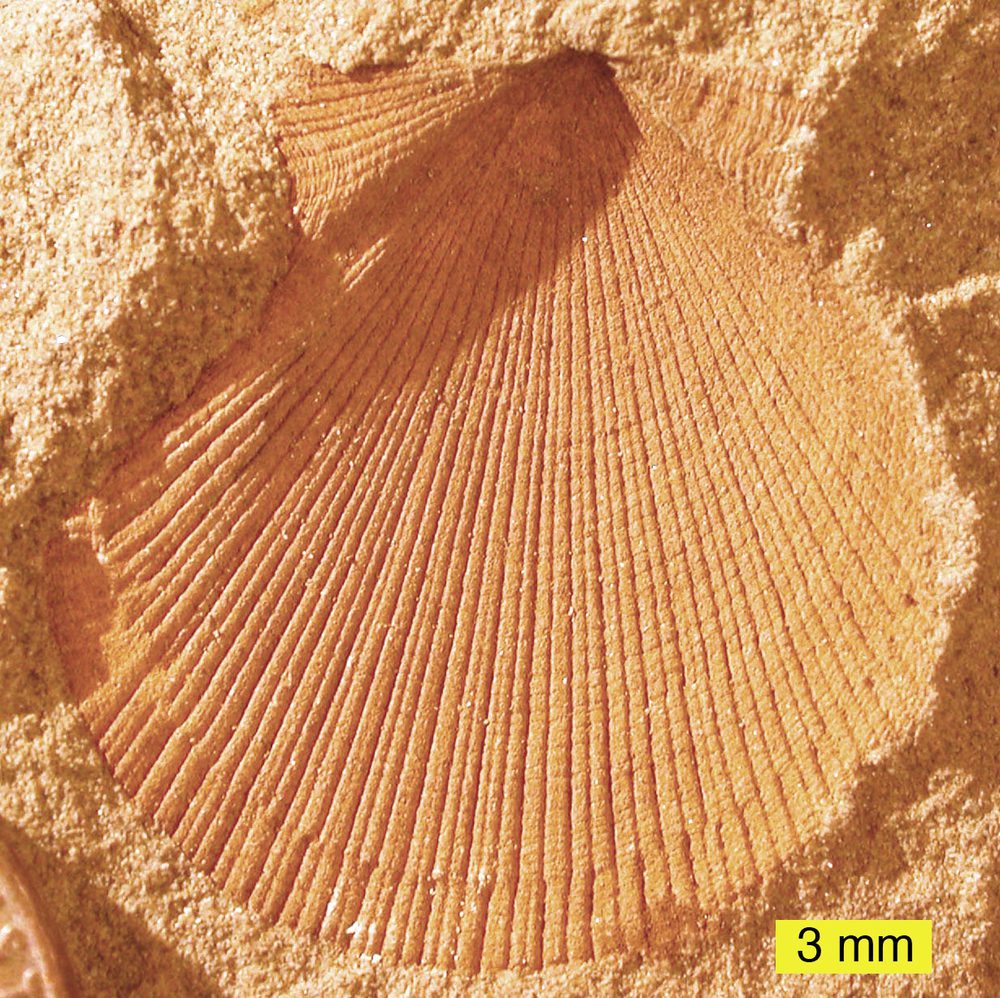A fossil bivalve shell in rock, its ribs and growth lines clearly preserved in the hard mineralised surface.