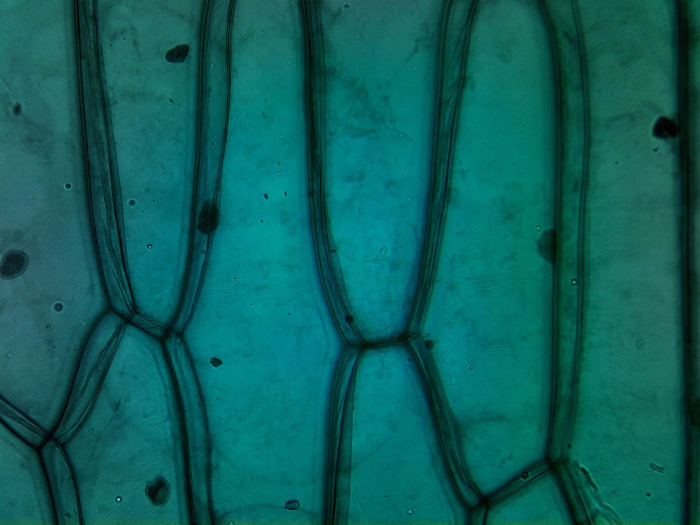 A light micrograph of onion skin: brick-shaped living plant cells with clear walls, each holding a small round nucleus.