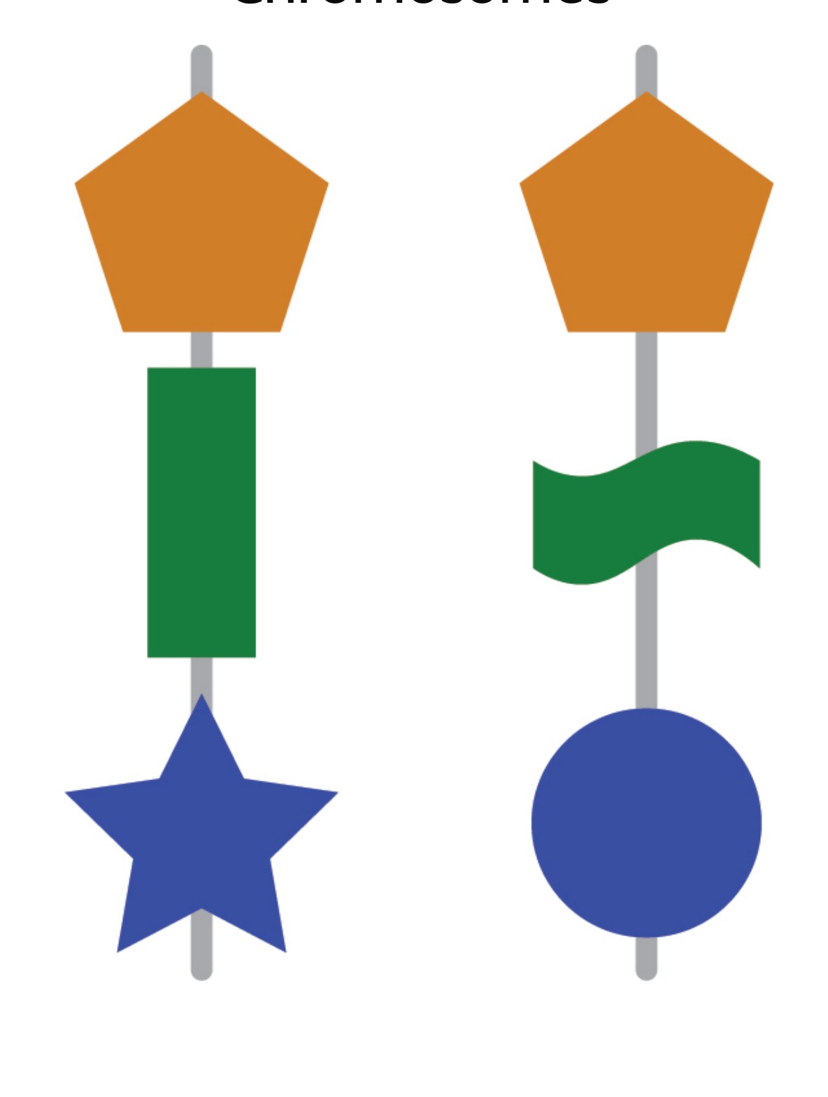 OpenSciEd chromosome symbols for Yukia, a medium-muscular parent in the cattle case; the two modeled copies have different green and blue allele-category shapes.