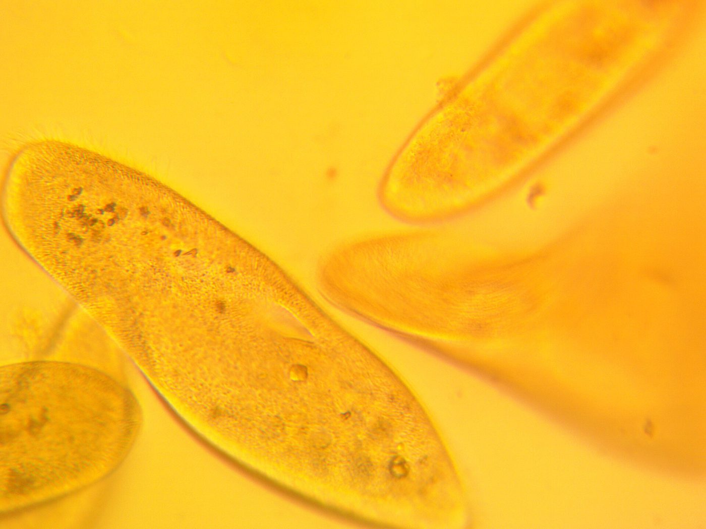 A microscope photograph of a Paramecium: one slipper-shaped cell fringed with fine hairs, with internal structures visible.