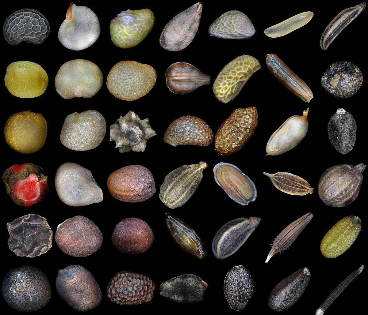Dozens of seeds of different species arranged together, varying enormously in size, shape, colour and surface texture.