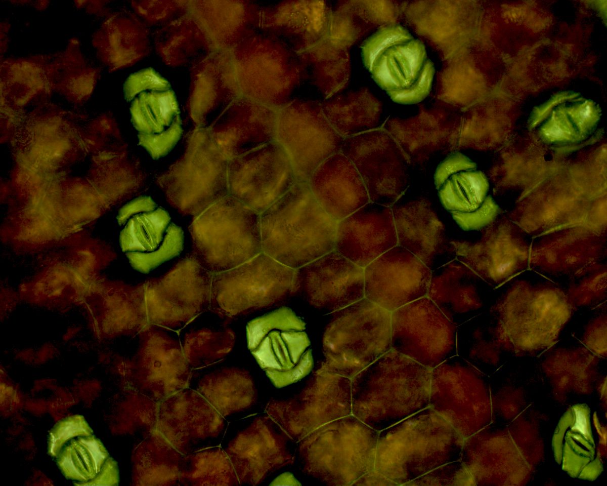 A light micrograph of a leaf surface showing several mouth-shaped stomatal pores, each framed by a pair of curved guard cells.